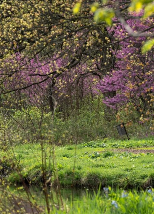 The Morton Arboretum