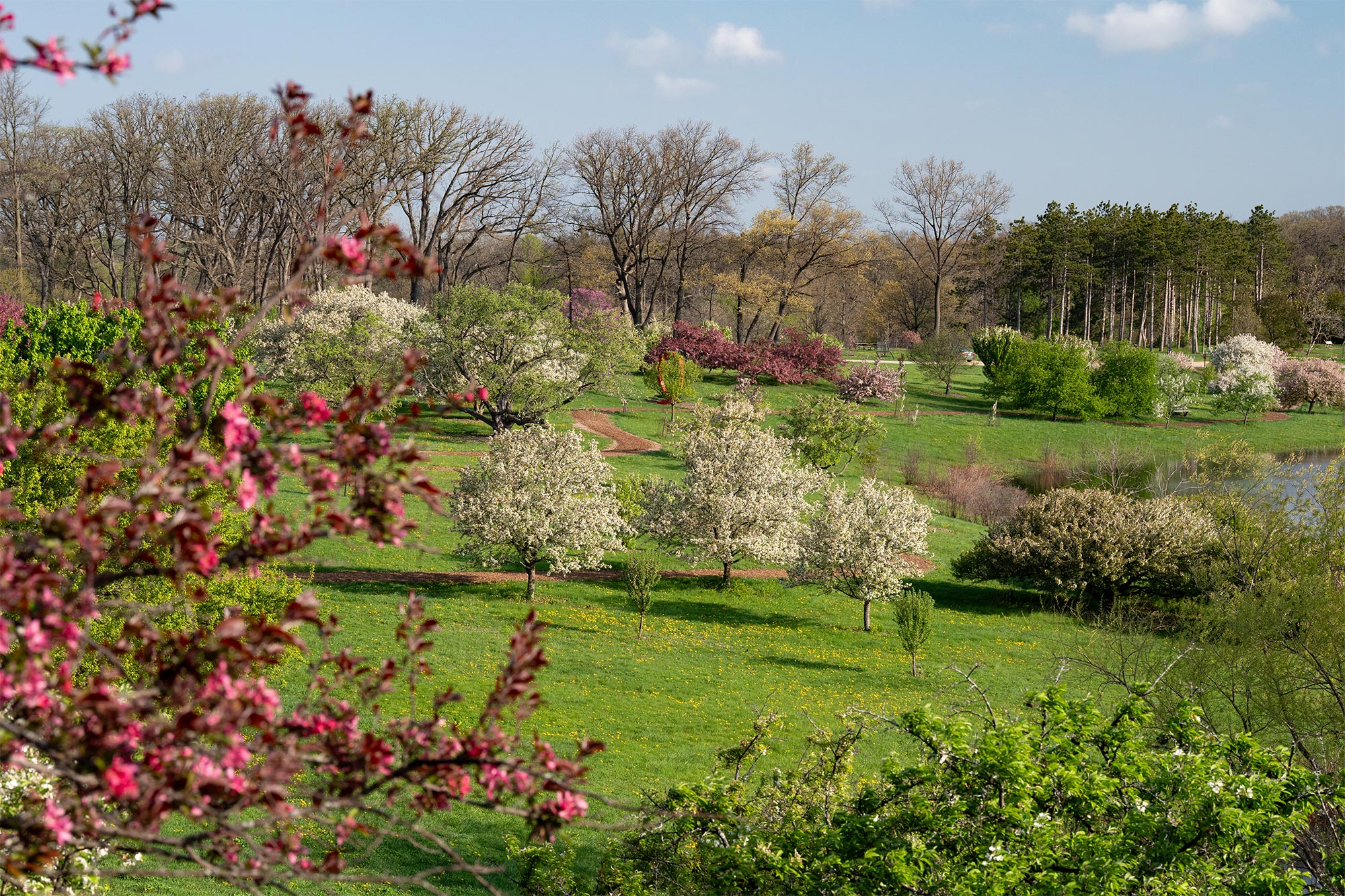 A wide spread view of the bloom crabapple trees at crabapple lake in spring.