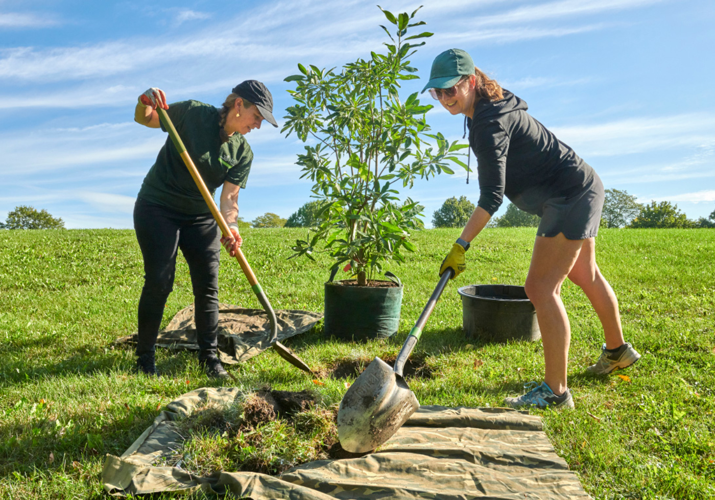 Photograph of volunteers planting trees