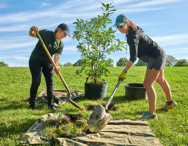 Photograph of volunteers planting trees