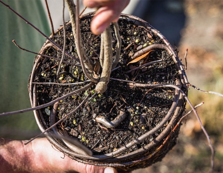 Photograph showing girdling roots