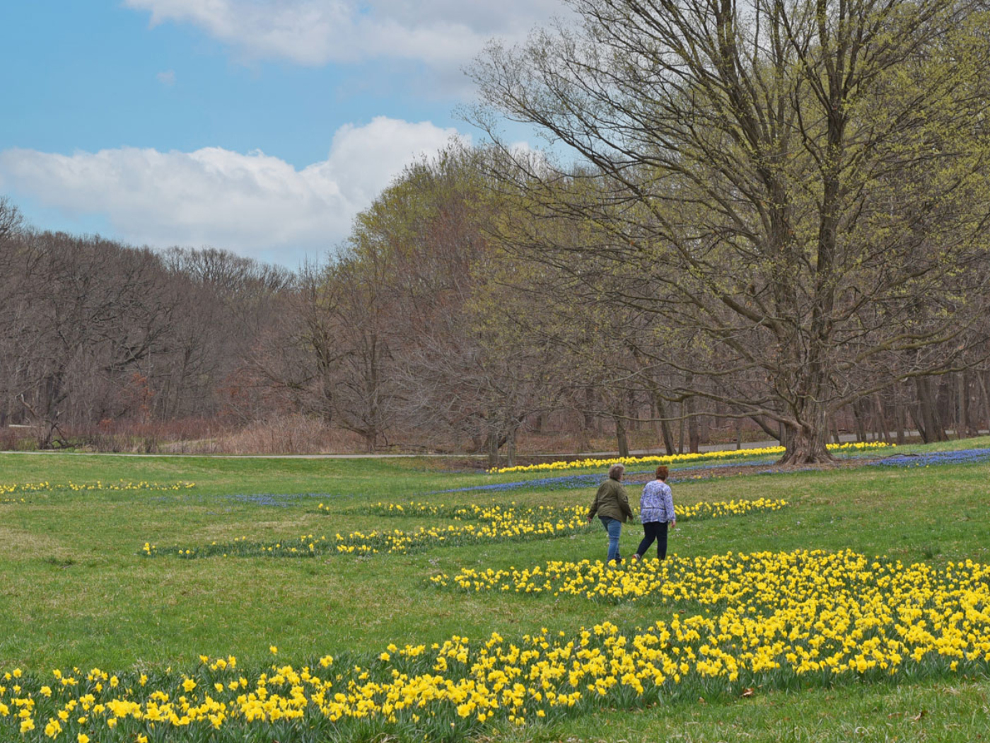 Photograph of visitors walking through a field of daffodils