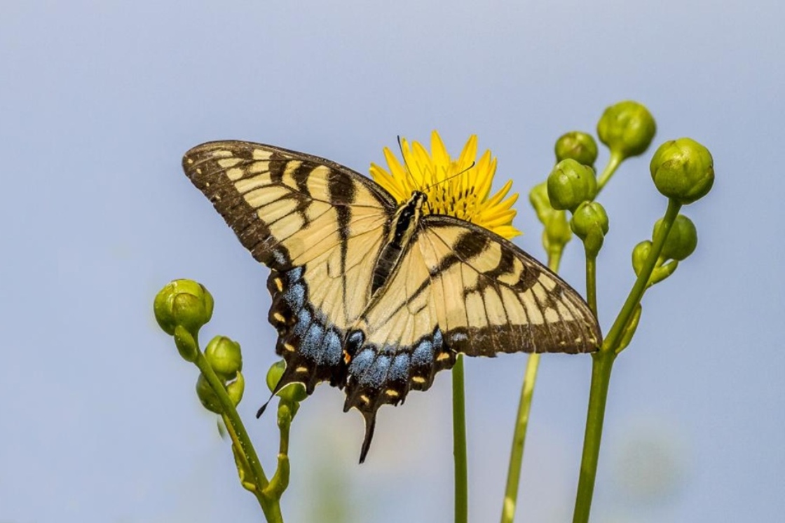 The Morton Arboretum