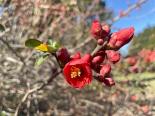 Photograph of red flowering quince flower