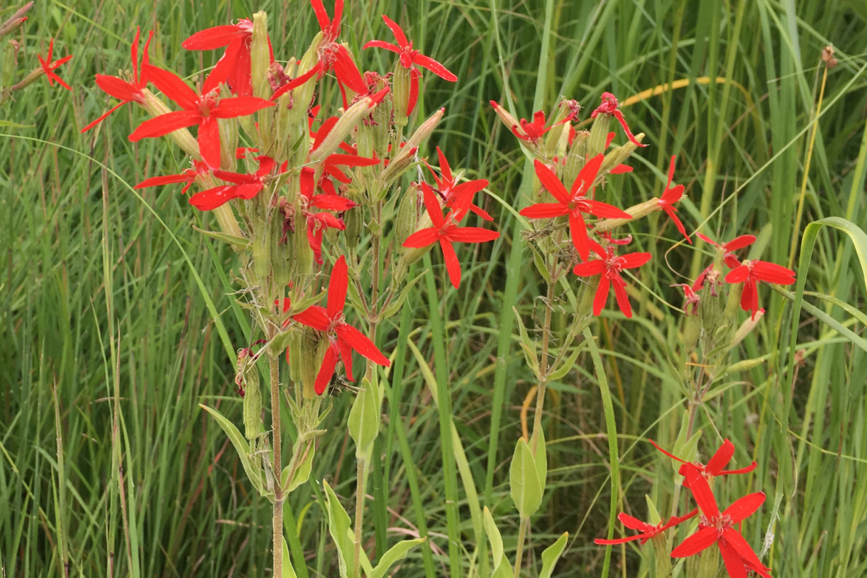 Photograph of Silene regia royal catchfly