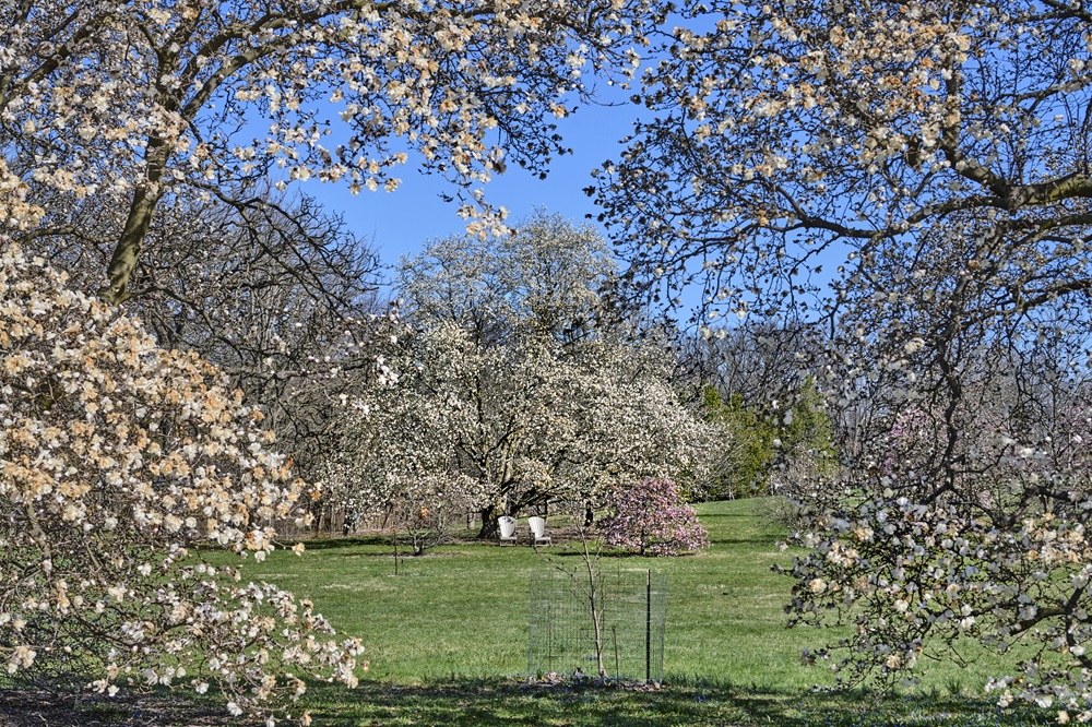 Photograph of magnolia trees in bloom