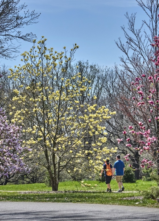 Photographs of magnolia trees in bloom