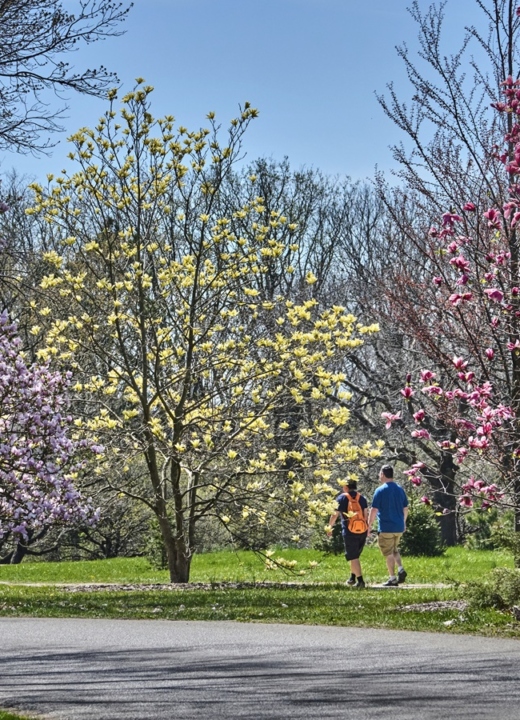 The Morton Arboretum