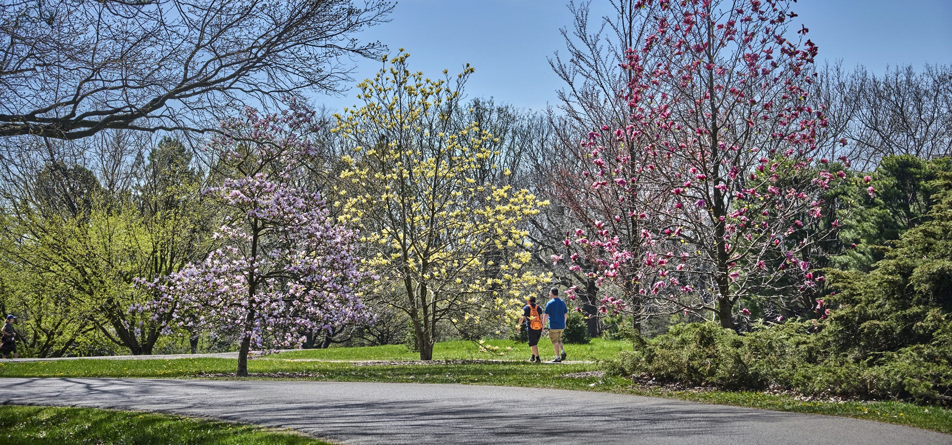 Photograph of magnolia trees blooming at The Morton Arboretum