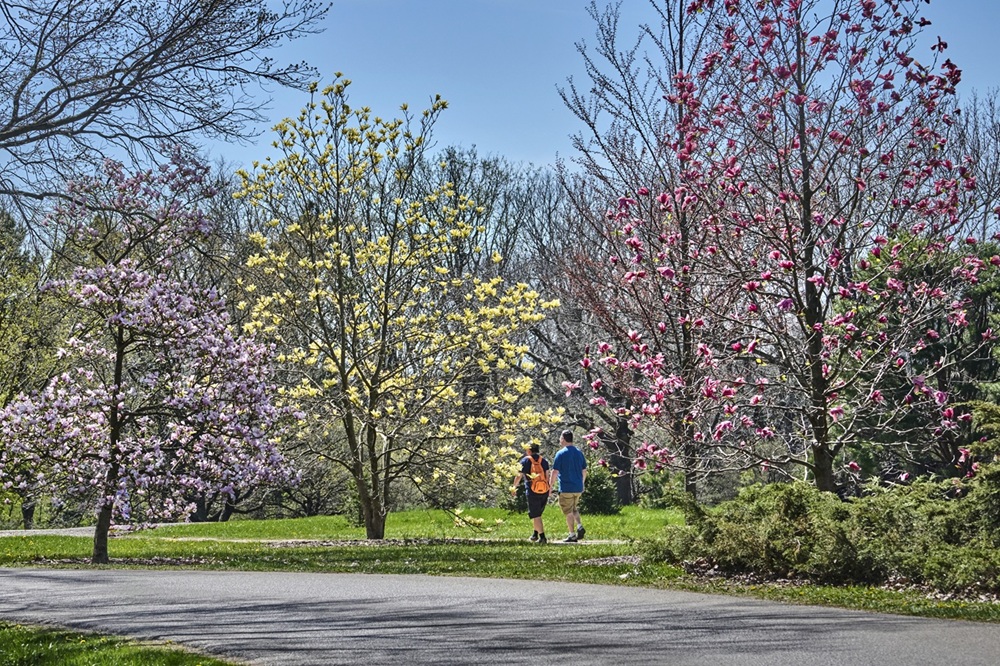 The Morton Arboretum