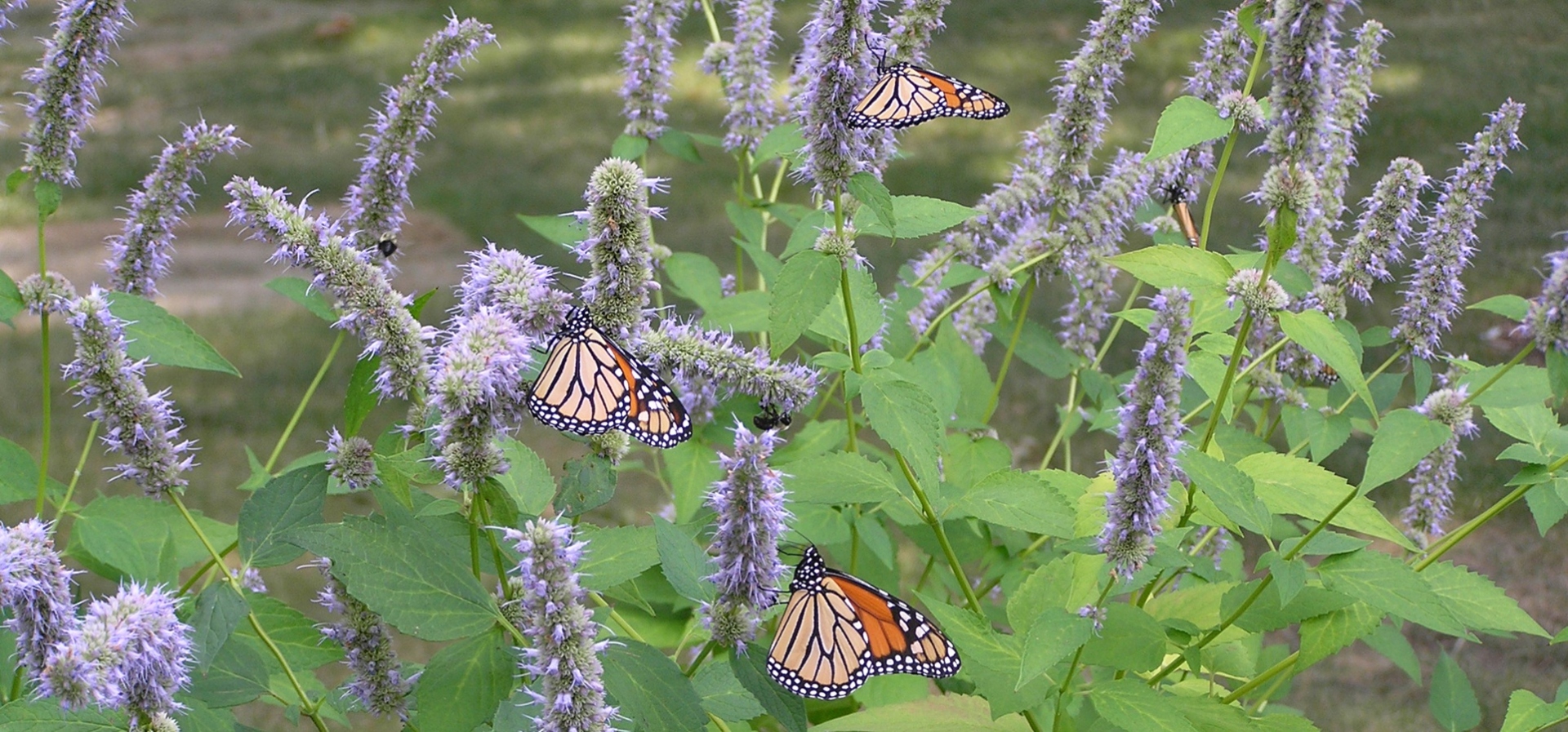 Photograph of monarch butterflies visiting flowers