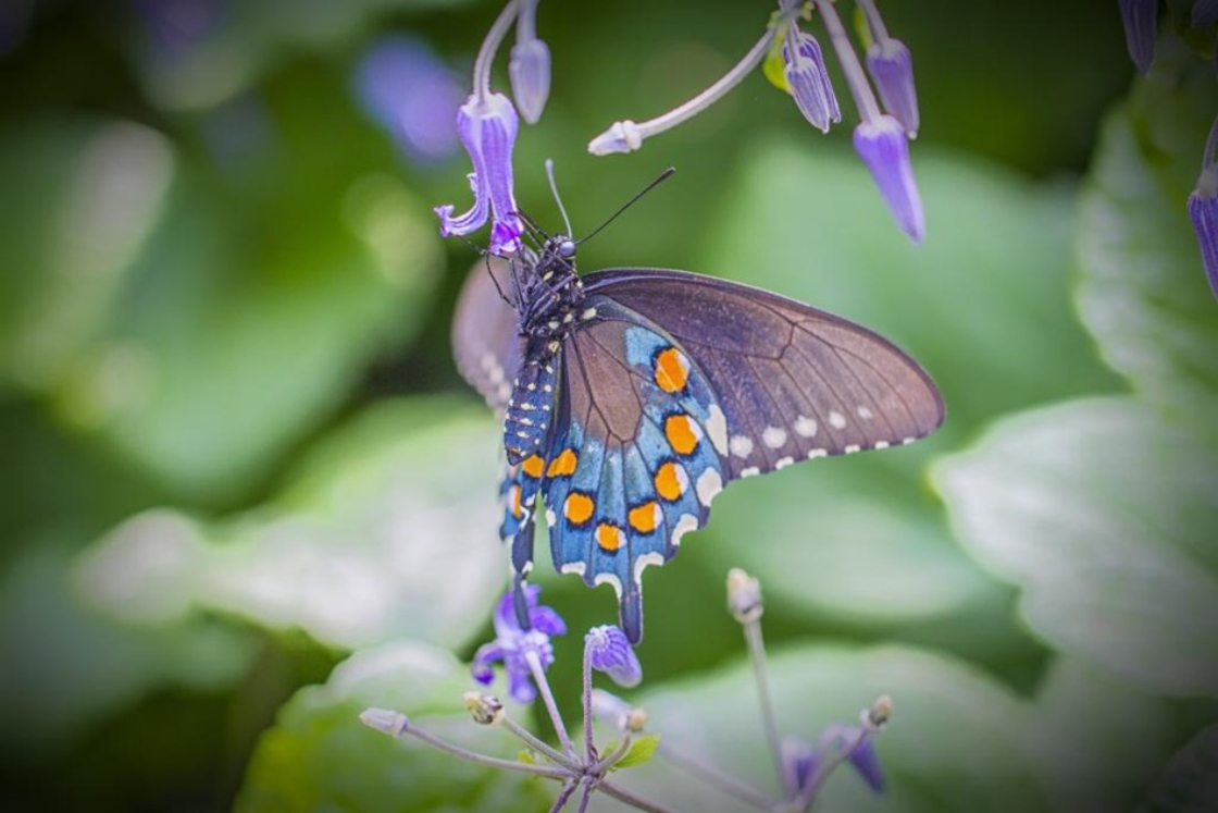 Landscape orientation of a beautiful pipevine swallowtail butterfly hanging vertically on a clematis flower in summer.