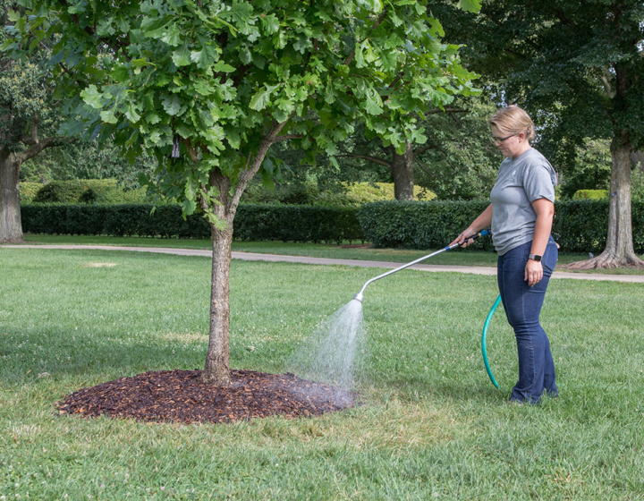Photograph showing proper watering technique