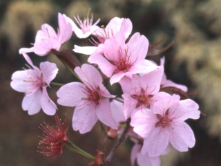 Photograph of Sargent's cherry blossom