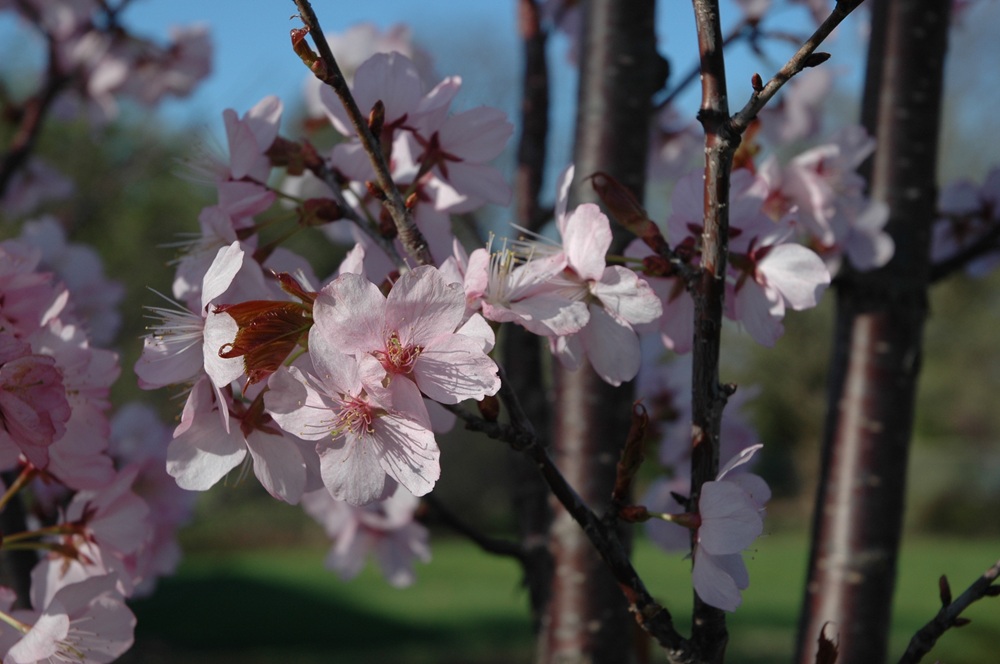 Photograph of Sargent's cherry blossom and bark