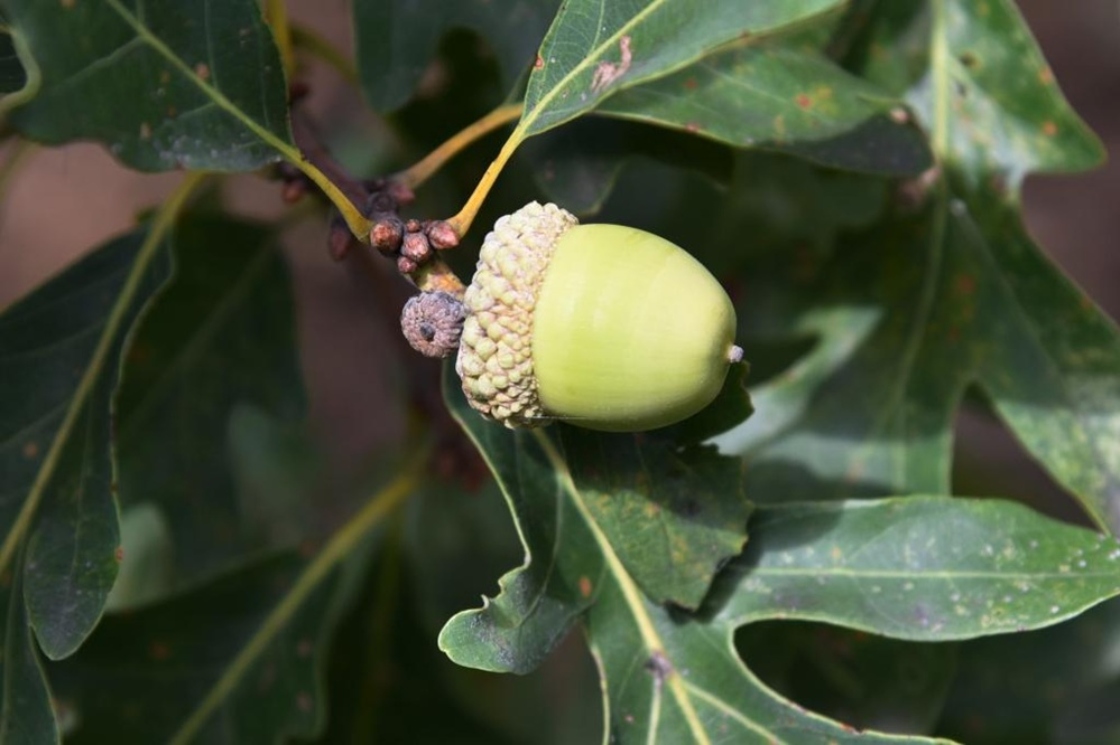 The Morton Arboretum