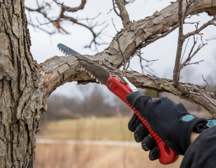 Photograph showing proper pruning cut