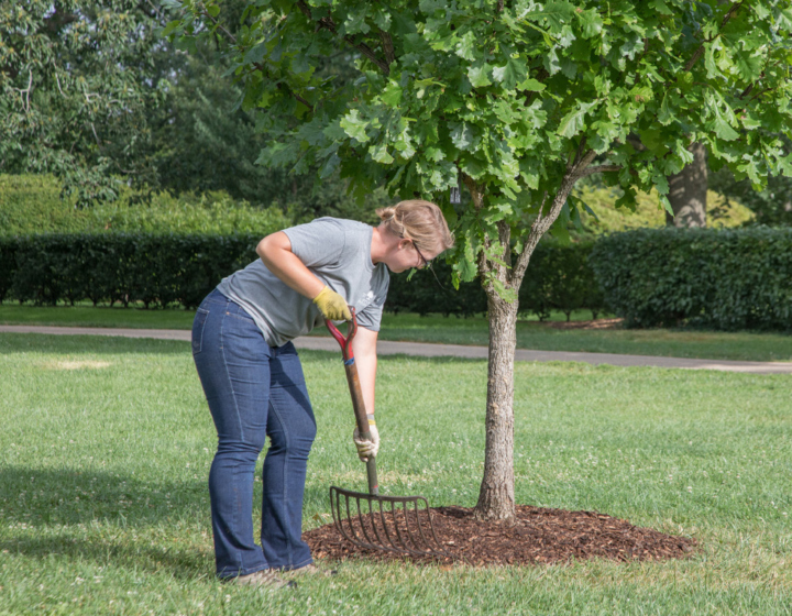 Photograph showing proper mulching technique