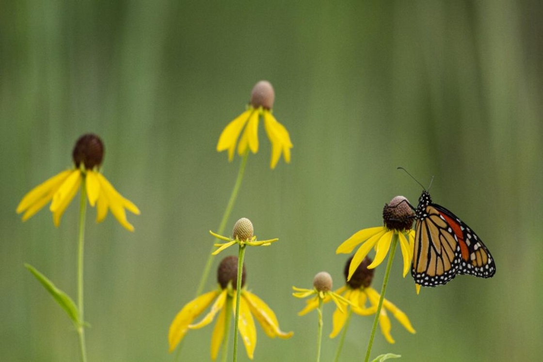 The Morton Arboretum