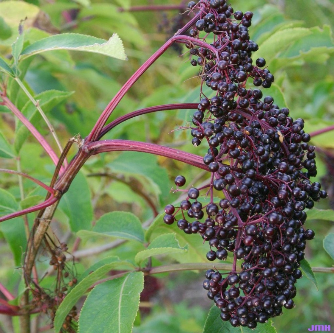 Cluster of dark purple elderberry fruits hanging from a branch with red stems and green leaves.