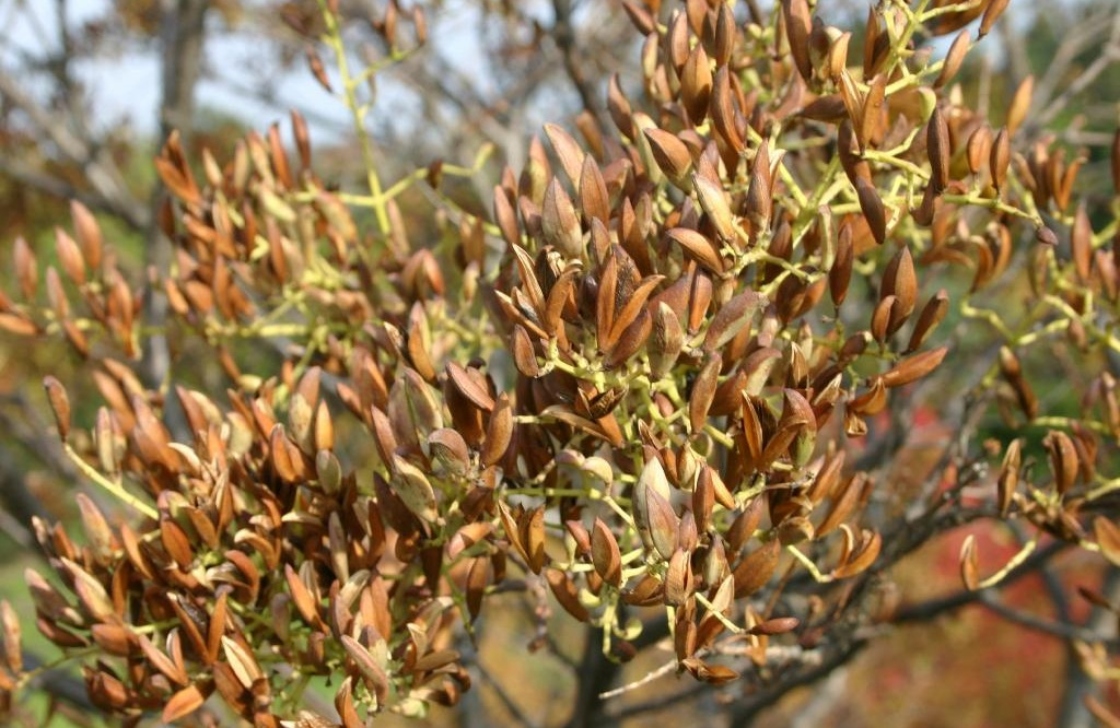 Japanese tree lilac branch with fruits.