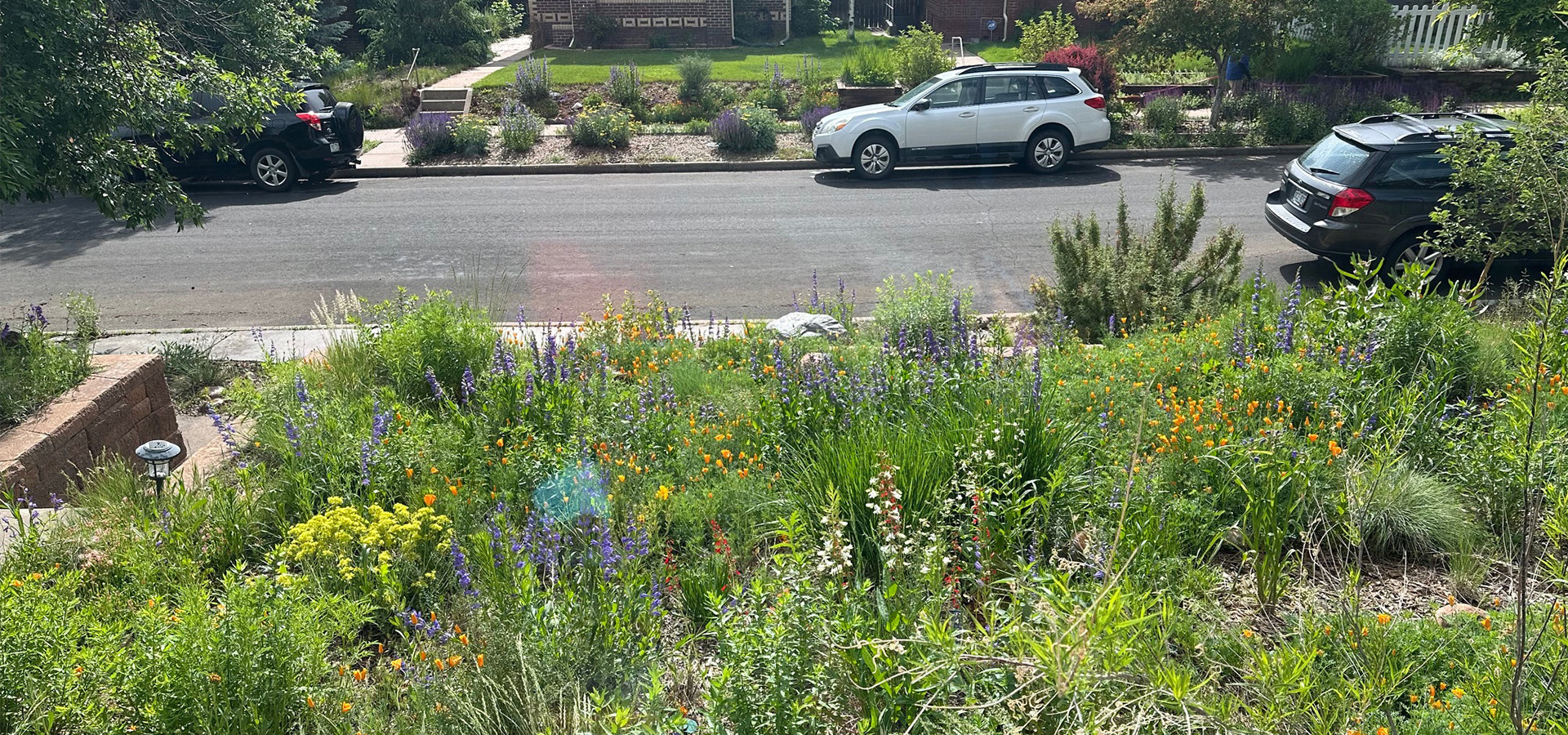 Photograph of an urban planting of native plants
