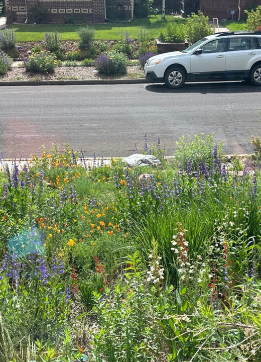 Photograph of an urban planting of native plants