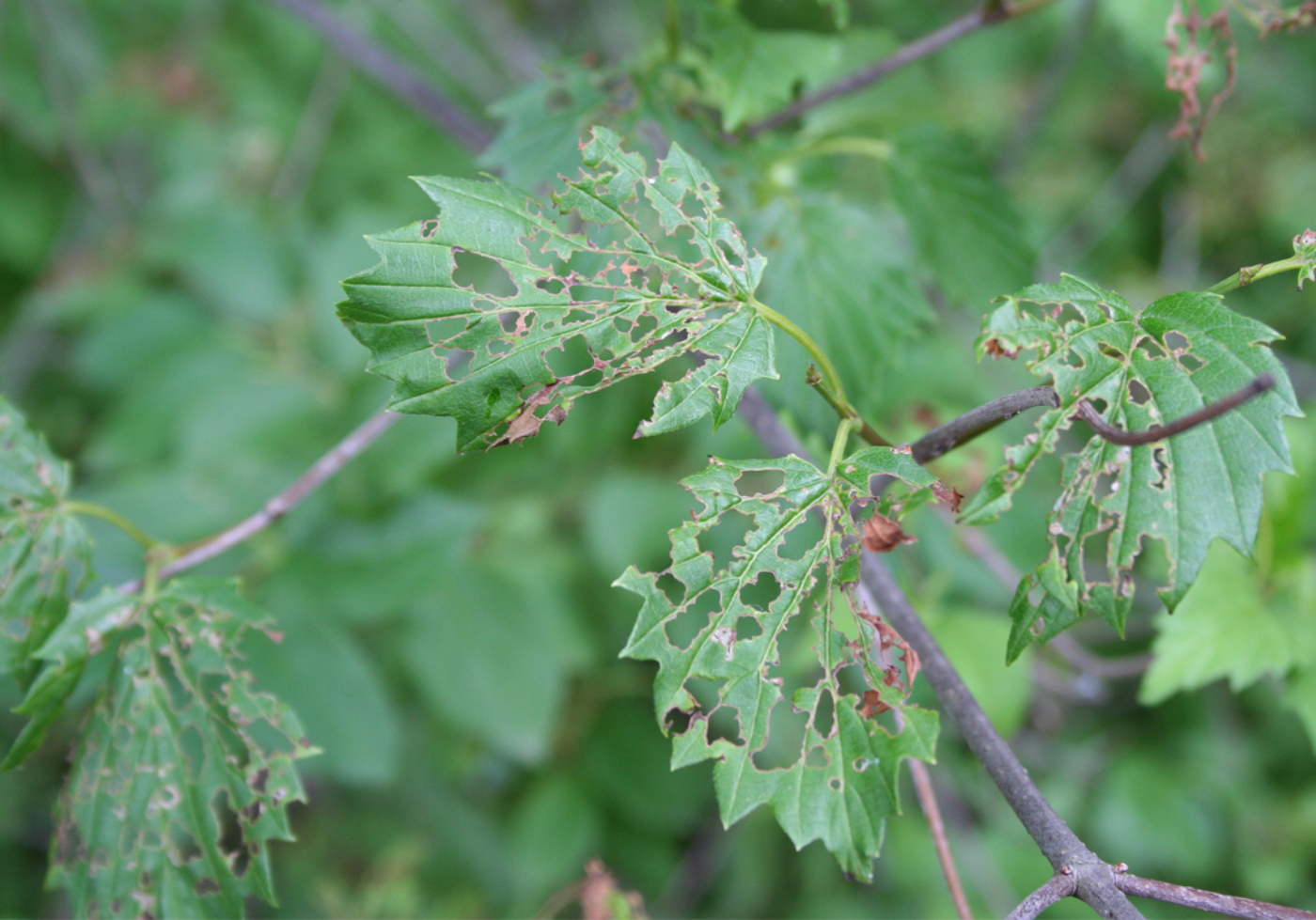 Photograph of plants damaged by insects