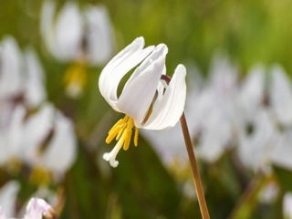 Photograph of white trout lily bloom