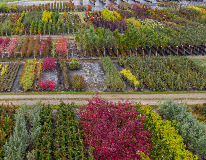 Aerial view of a tree nursery