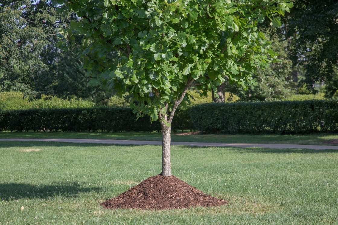The Morton Arboretum