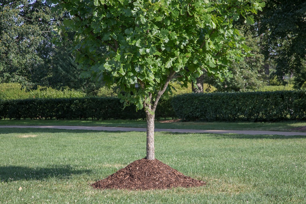 The Morton Arboretum