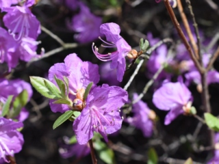 Photograph of the blooms of Korean rhododendron