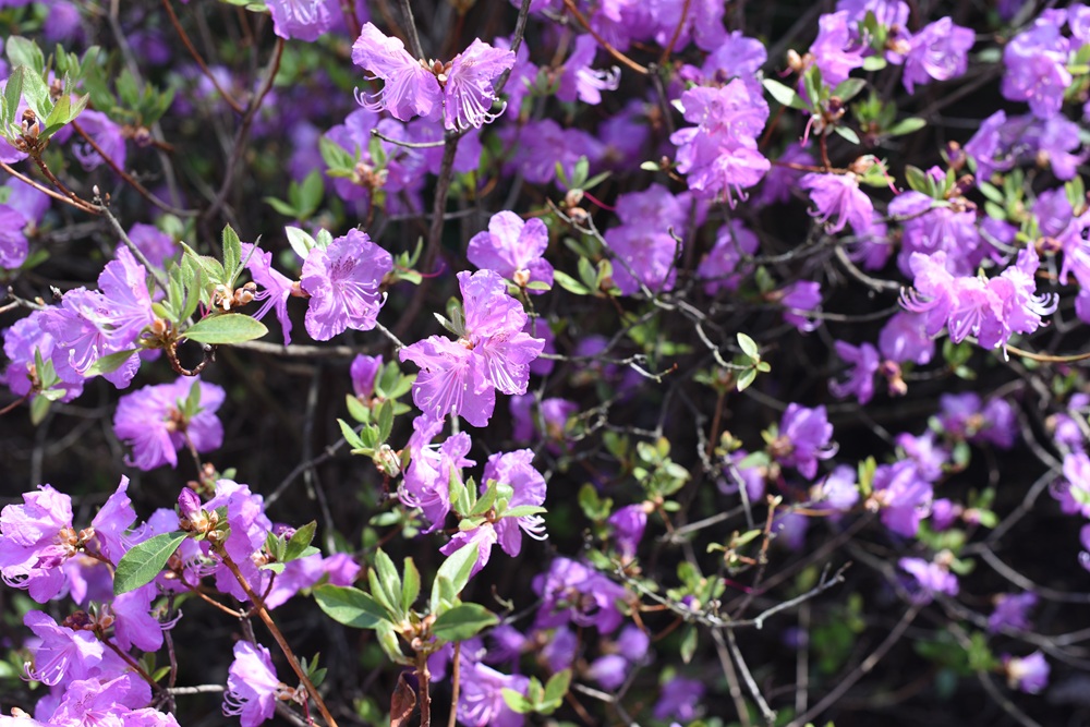 Photograph of the blooms of Korean rhododendron