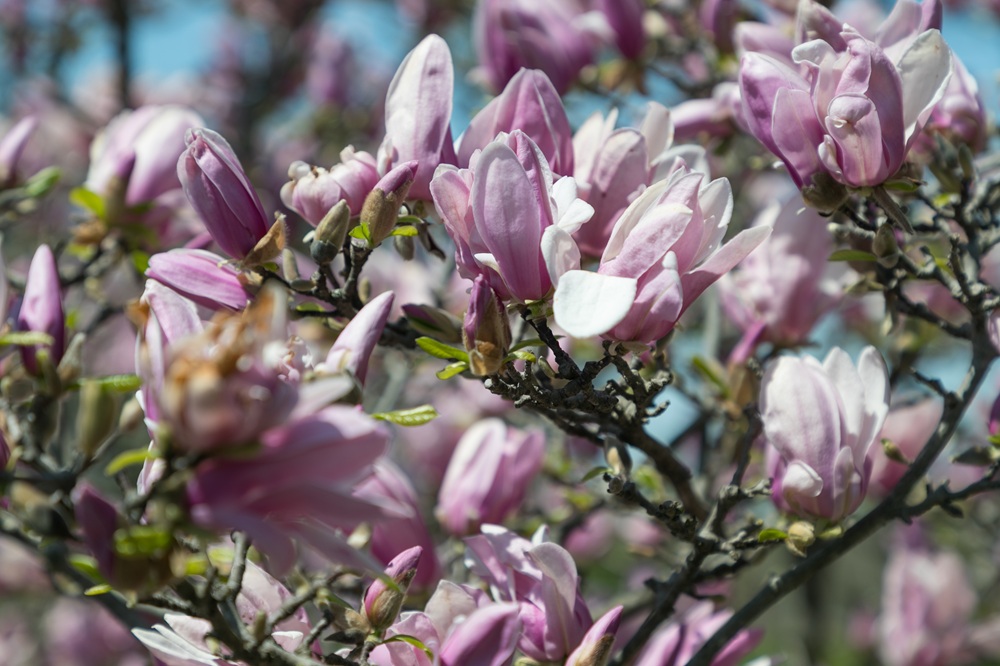 Photograph of magnolia tree in bloom