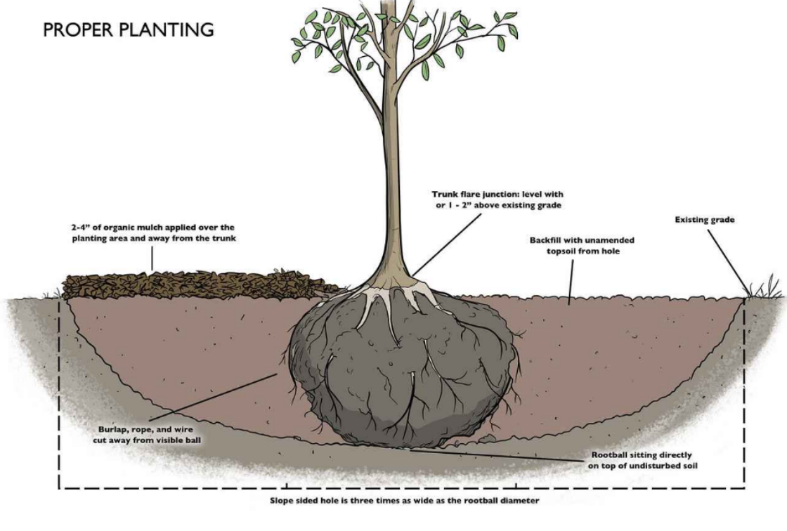 The Morton Arboretum