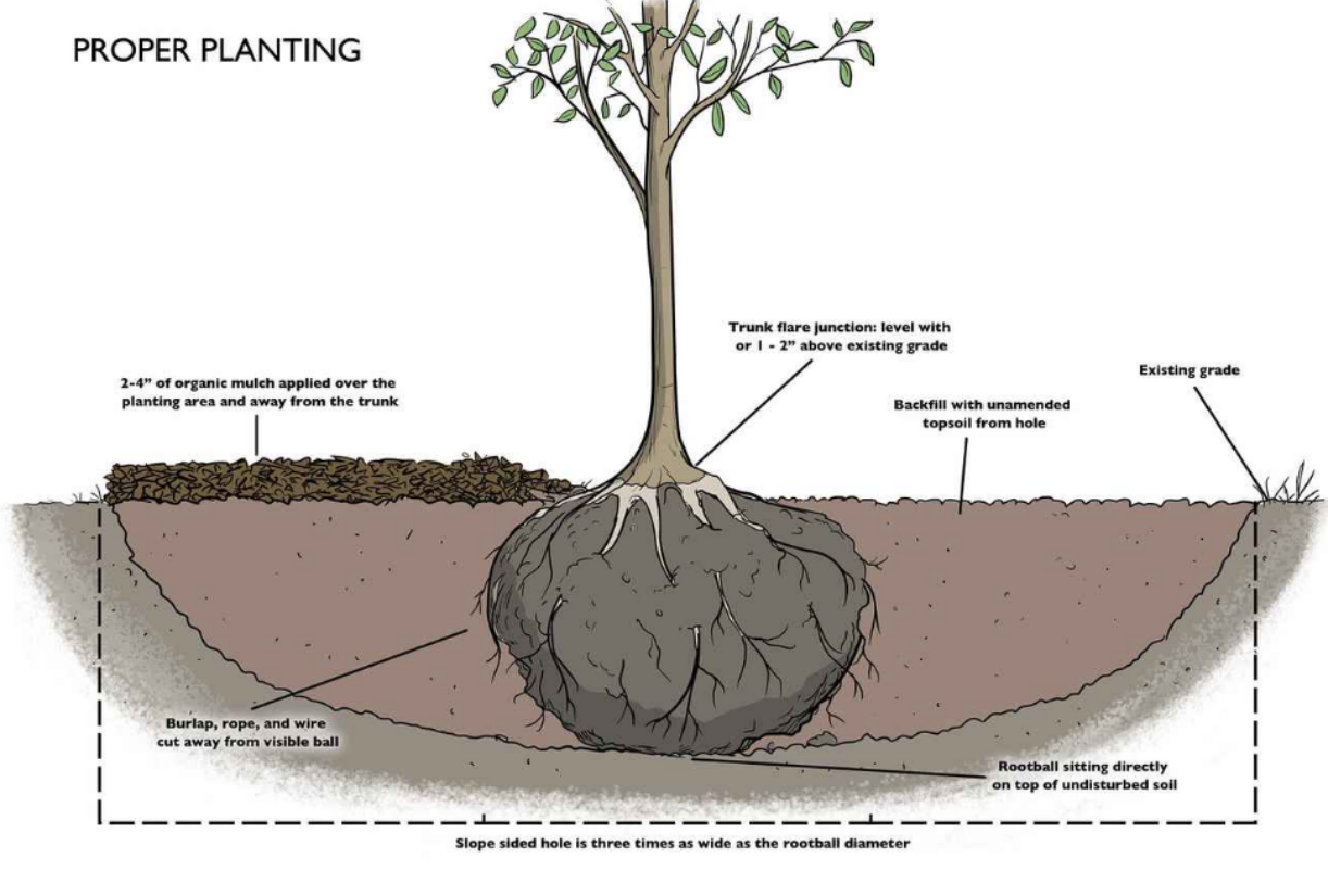 The Morton Arboretum