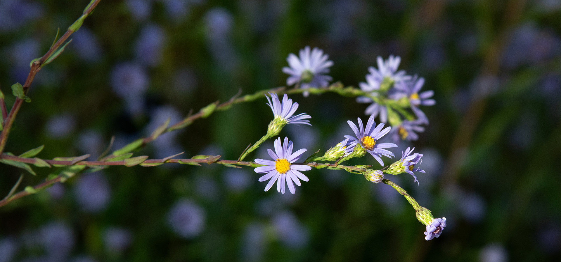 Photograph of a skyblue aster at The Morton Arboretum