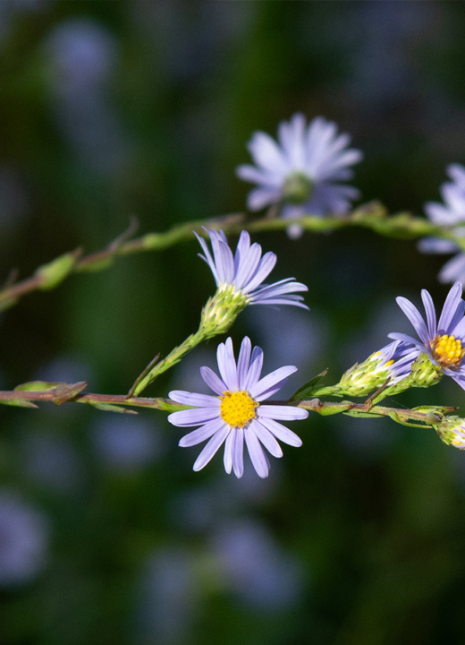 Photograph of a skyblue aster at The Morton Arboretum