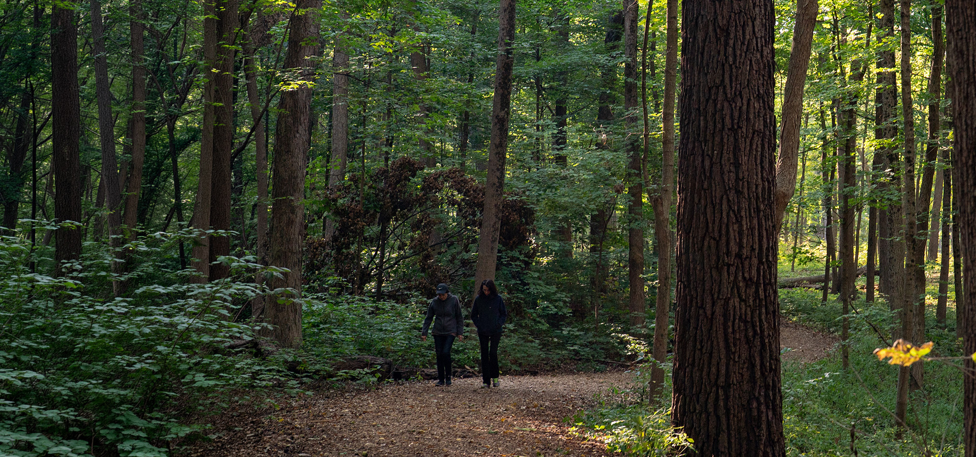 The Morton Arboretum
