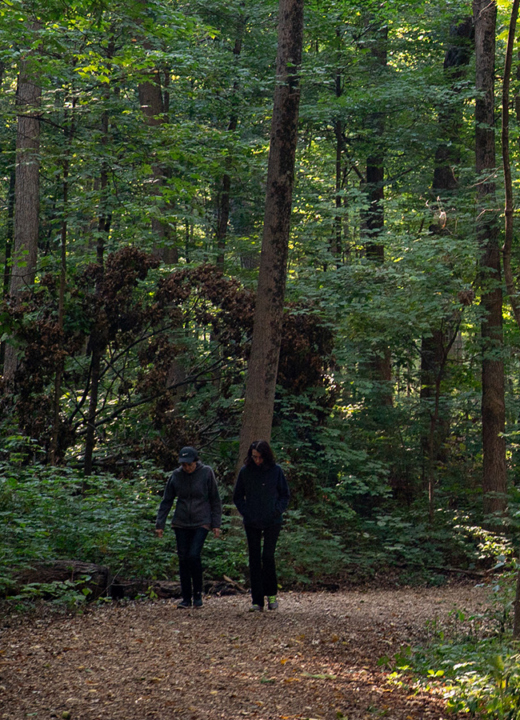 Photograph of two adults hiking in a forest at The Morton Arboretum during sunset