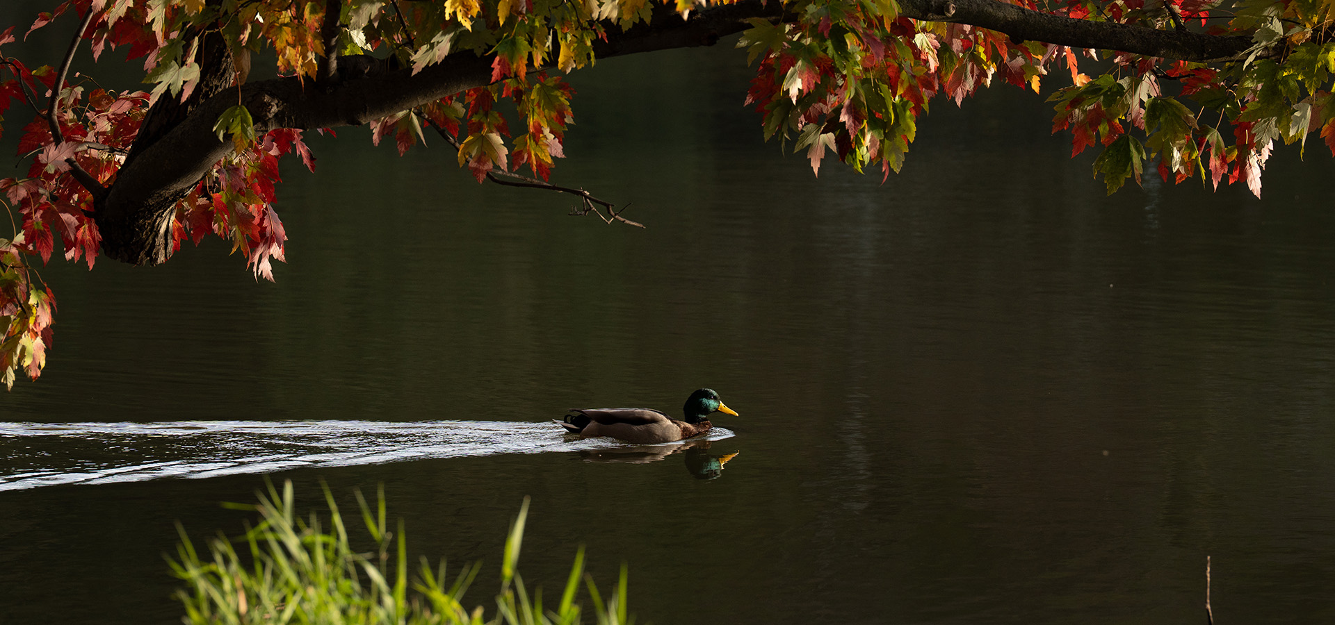 Photograph of a mallard swimming across the lake at The Morton Arboretum