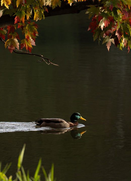 Photograph of a mallard swimming across the lake at The Morton Arboretum