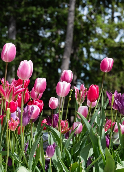 The Morton Arboretum