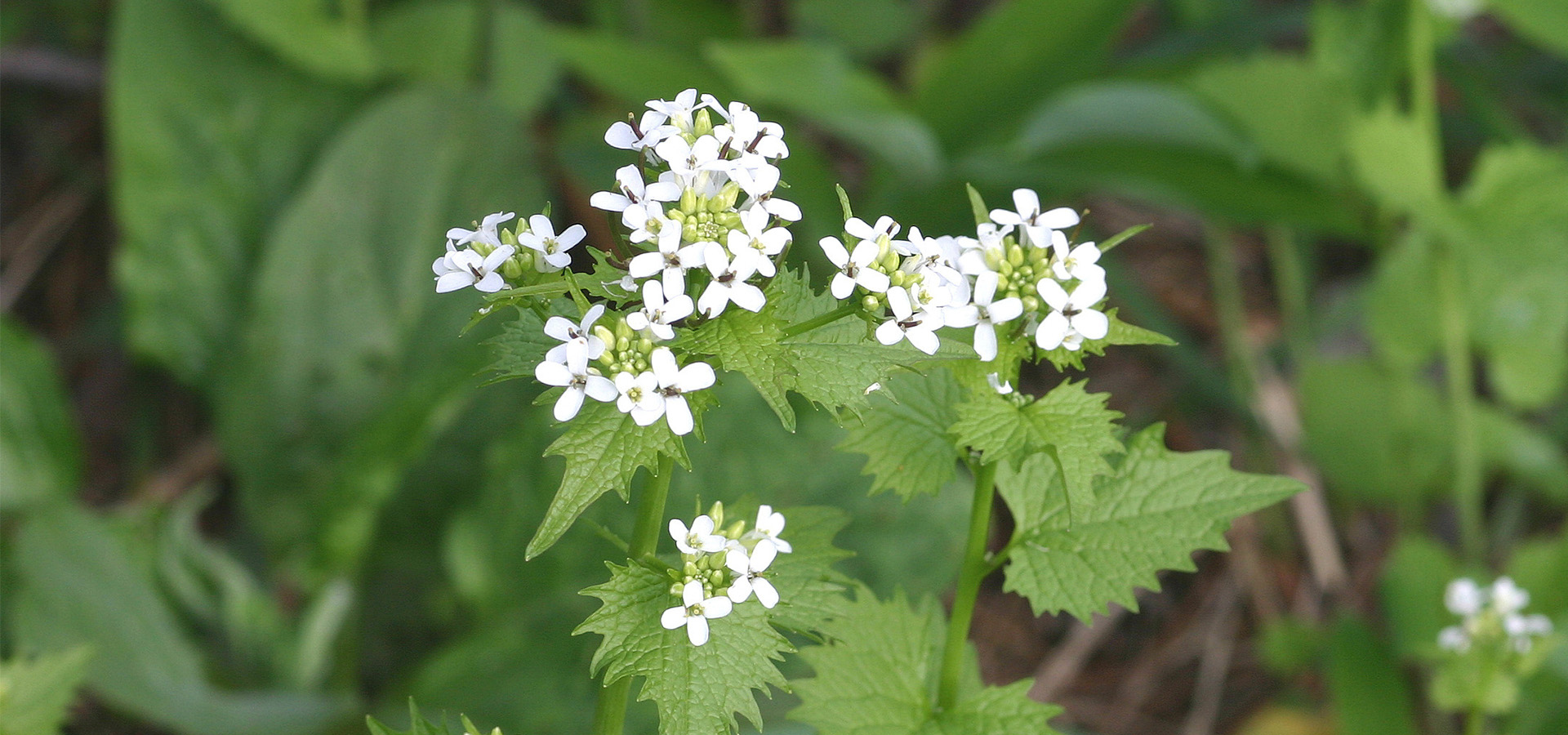 Photograph of garlic mustard