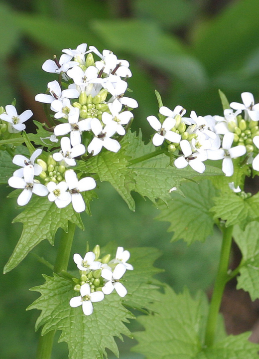 Photograph of garlic mustard