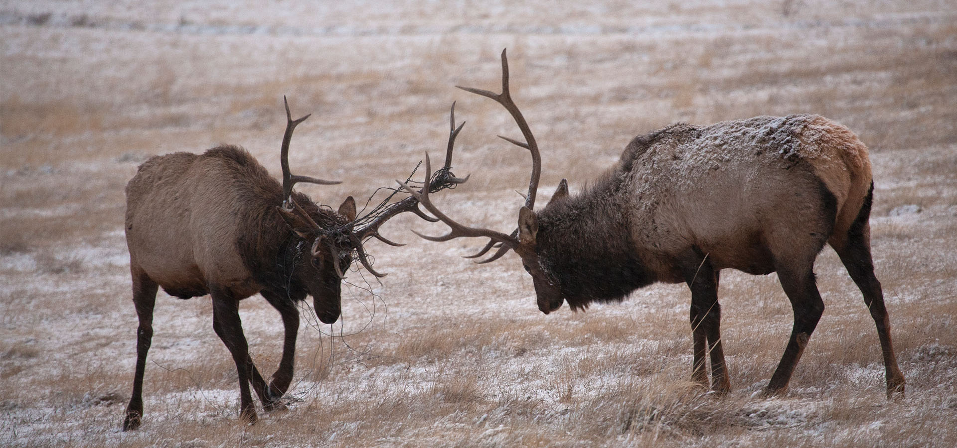 Two large caribou locking antlers on brown grassland with a sprinkling of snow