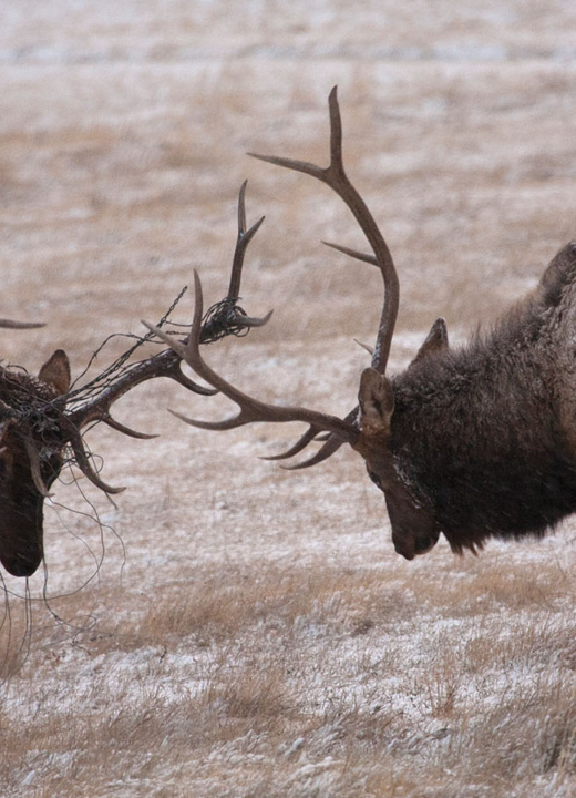Two large caribou locking antlers on brown grassland with a sprinkling of snow