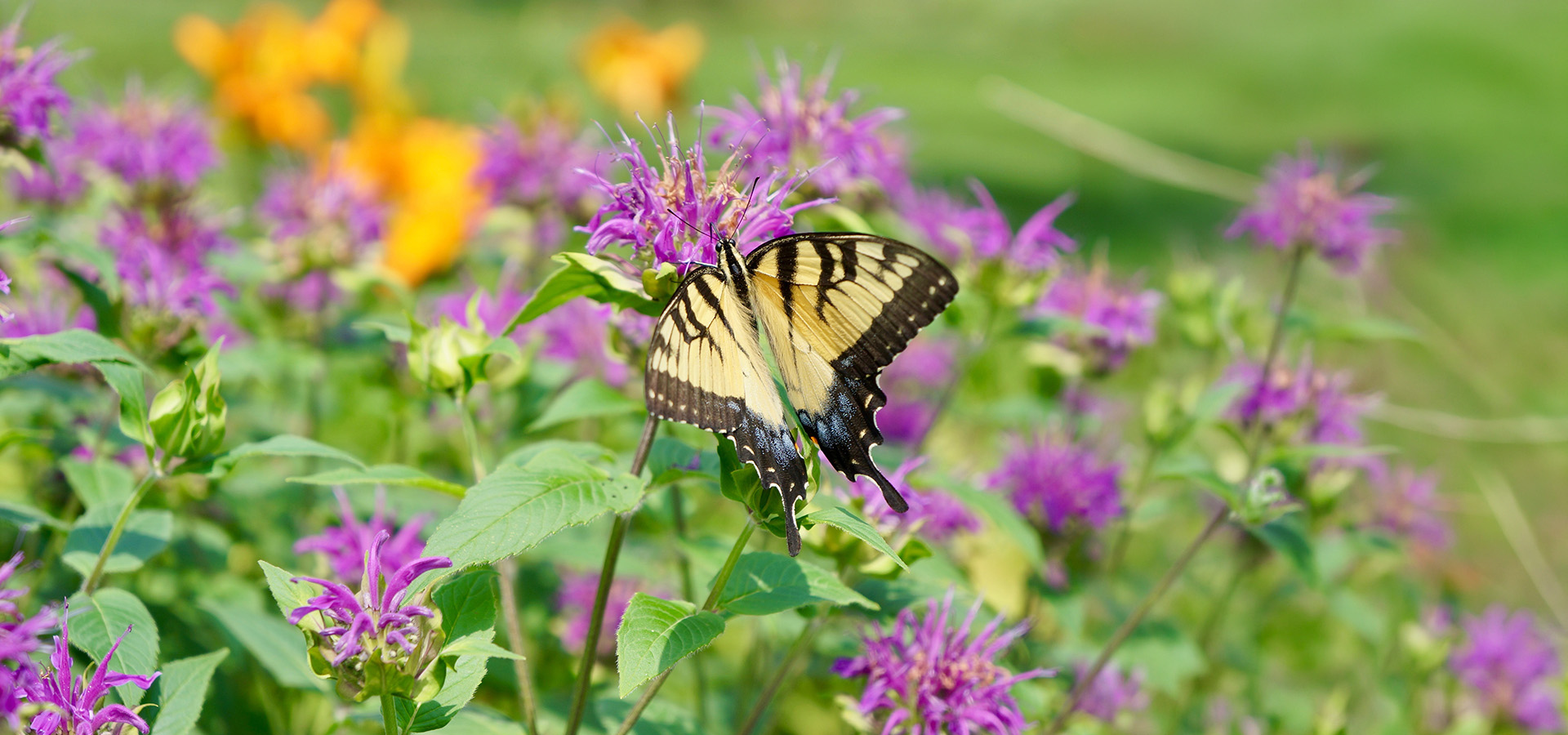 Photograph of a black swallowtail butterfly visiting a Monarda beebalm plant