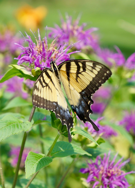 Photograph of a black swallowtail butterfly visiting a Monarda beebalm plant